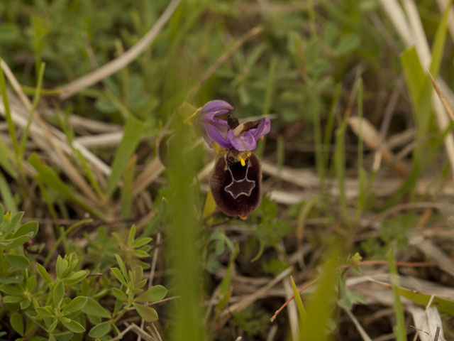 ibrido tra O. tenthredinifera x O. bertolonii